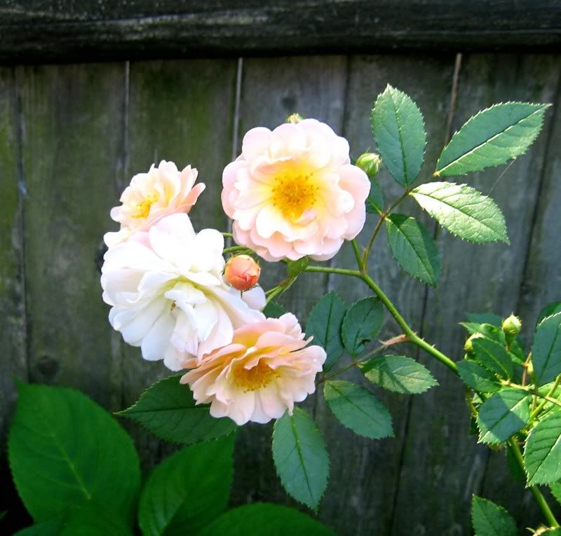 Photobucket Pictures, Images and Photos
